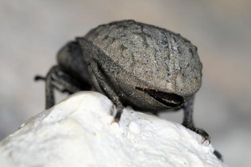 Réf. 366 096 : Asida sabulosa